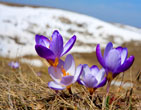 Spring 4