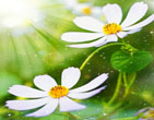 Spring 43
