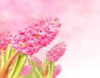 Spring 45