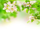 Spring 46