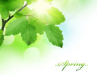 Spring 47
