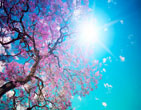 Spring 48