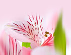 Spring 7