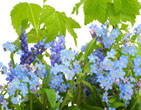 Spring 70