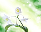 Spring 9