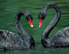 StValentine 141
