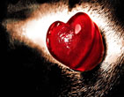 StValentine 216