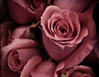 StValentine 232