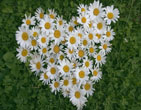 StValentine 256