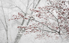 berry_snowstorm_wallpaper