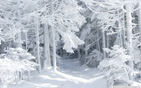 blizzard_traces wallpaper