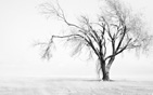 dry_tree wallpaper
