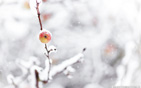 frozen_apple_winter wallpaper