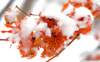 orange_leaves_winter wallpaper