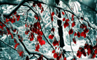 snow_covered_red_tree wallpaper