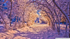 snowy_tree_archway wallpaper