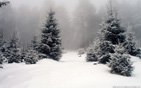 spruce wallpaper