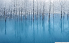 swamp_winter wallpaper