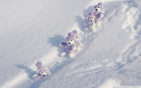 Winter_fun wallpaper