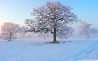 Winter_morning wallpaper