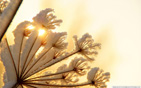 Winter_sunshine wallpaper