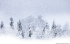 Winter_white wallpaper