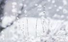 Winter_wonderland_wallpaper