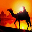 Camel Sunset