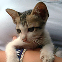 Cat on an Arm