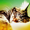 Catnap
