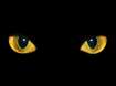 Cats eyes