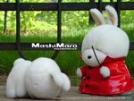 Mashi