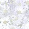 flowers pattern 011