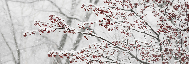 Winter wallpaper 2