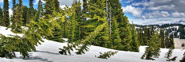 Winter wallpaper 4