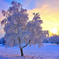 Winter wallpaper 1