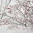 Winter wallpaper 2