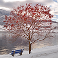 Winter wallpaper 3